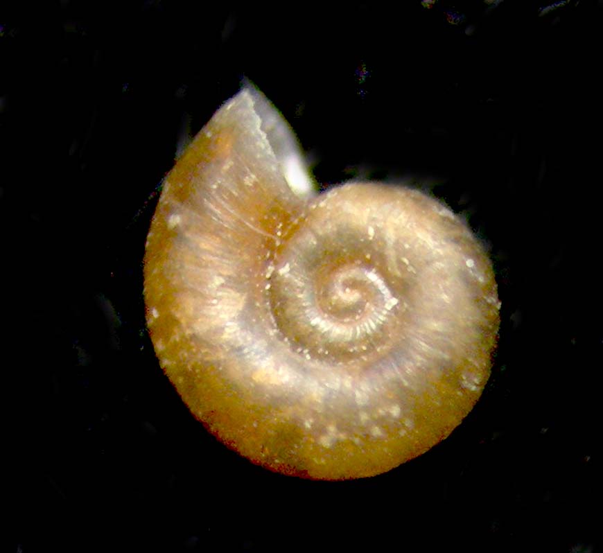 omalogyridae